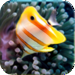 Little Big Aquarium